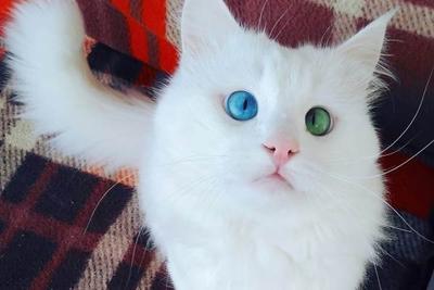 Эксперты выбрали самого красивого в мире кота