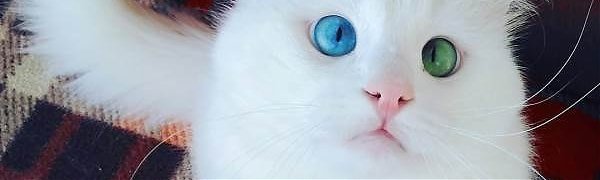 Эксперты выбрали самого красивого в мире кота