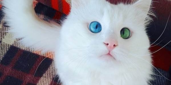 Эксперты выбрали самого красивого в мире кота