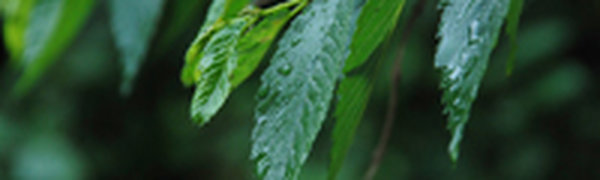 Вчера в Приморье прошли грозовые дожди