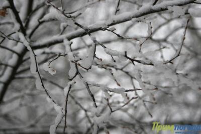 Осадки, местами сильные, в виде снега, дождя со снегом: всё о прохождении циклона в Приморье на Примпогоде