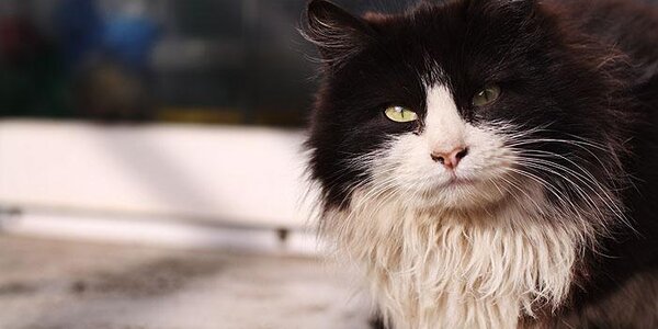 Оттепели, пришедшие в Приморье, больше характерны для середины марта