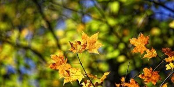 Тёплая солнечная погода установилась в Приморье