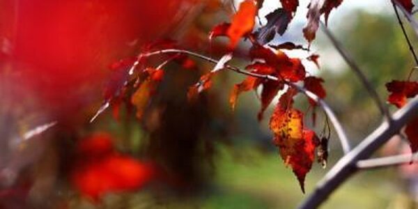 В начале следующей недели погода в Приморье будет радовать