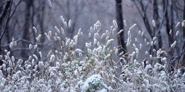 Небольшой снег может пройти местами в центральных районах Приморья