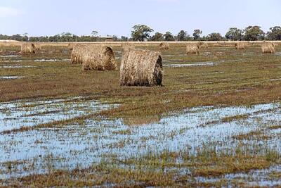 До половины сельхозкультур пропали в районах Приморья из-за паводка