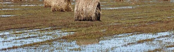 До половины сельхозкультур пропали в районах Приморья из-за паводка