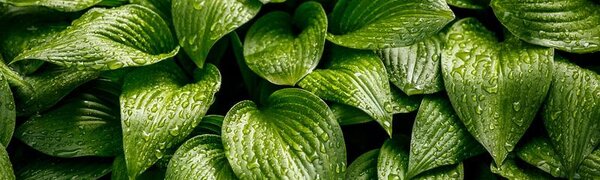 В среду Приморье окажется под влиянием фронтов