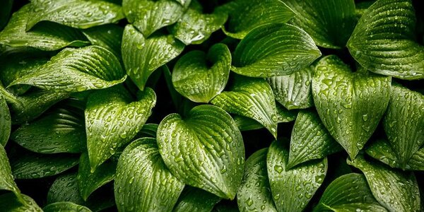 Последнее воскресенье лета в Приморье и Владивостоке будет дождливым