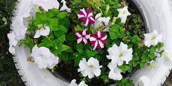 За автопокрышки на клумбах во Владивостоке теперь грозит штраф