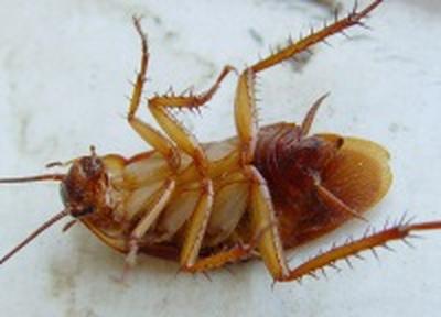 Тараканы могут стать источником новых антибиотиков