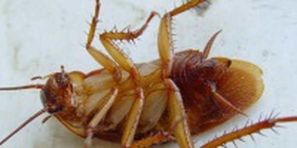 Тараканы могут стать источником новых антибиотиков