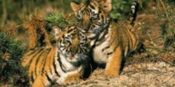 В Приморье начинают строить первый в России реабилитационный центр для редких хищников 