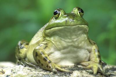 В США арестован лизавший жабу босой мужчина