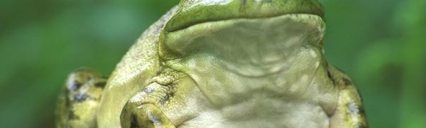 В США арестован лизавший жабу босой мужчина