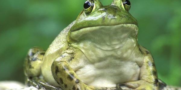 В США арестован лизавший жабу босой мужчина