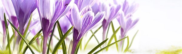 Весна становится короче с каждым годом