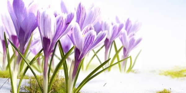 Весна становится короче с каждым годом