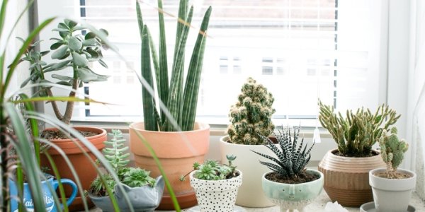 Растения впадают в тоску