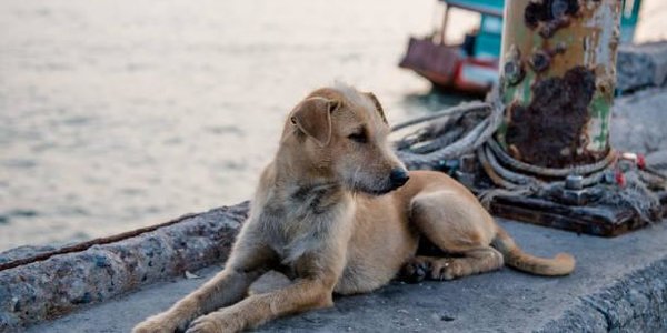 Улицы Таиланда будет охранять собачий патруль