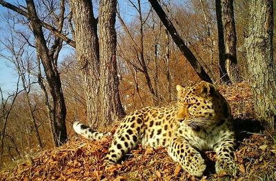 Леопард впервые «спел» на камеру заповедника в Приморье
