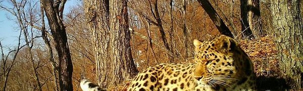 Леопард впервые «спел» на камеру заповедника в Приморье