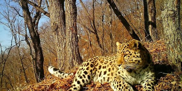 Леопард впервые «спел» на камеру заповедника в Приморье