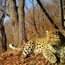 Леопард впервые «спел» на камеру заповедника в Приморье