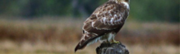 Золотой октябрь в Сихотэ-Алинском заповеднике (ФОТО)