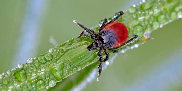 Более 600 случаев укусов клещей зафиксировано в Приморье с начала сезона