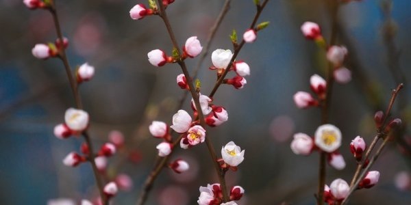 В середине недели погода в Приморье будет неустойчивой