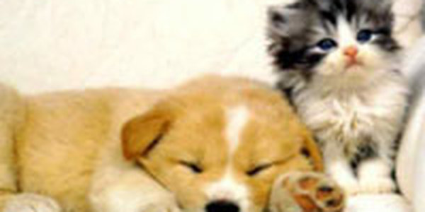 Власти Японии ввели комендантский час для домашних животных 