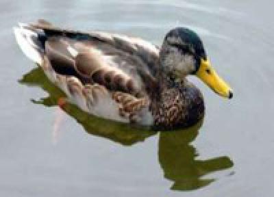 Утка-лактун может принести эпидемию птичьего гриппа в Приморье