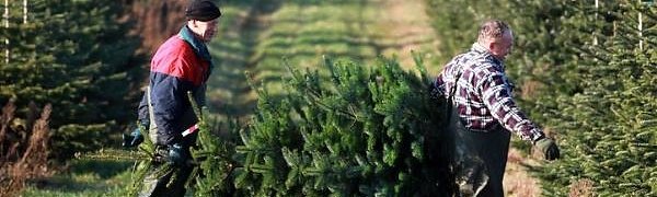 Экологи сочли отказ от новогодних живых елок в пользу пластмассовых бессмысленным