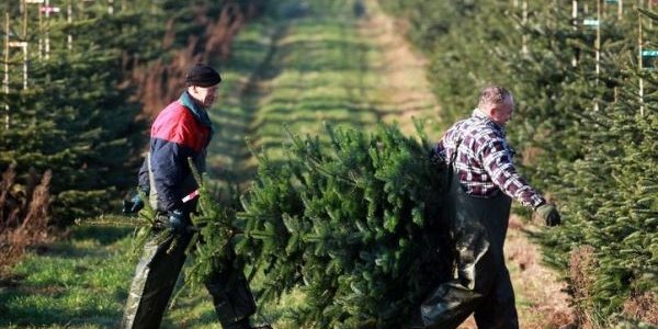 Экологи сочли отказ от новогодних живых елок в пользу пластмассовых бессмысленным