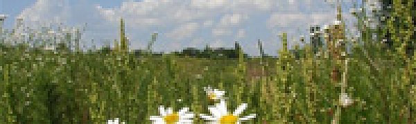 Последние тридцать лет ХХ века стали самыми теплыми за 1.4 тысячи лет