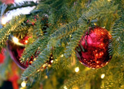 Лесники из США придумали применение отслужившим новогодним елкам