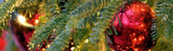 Лесники из США придумали применение отслужившим новогодним елкам