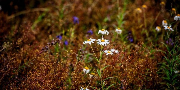 В четверг Приморье окажется под влиянием циклона. Прогноз погоды на неделю