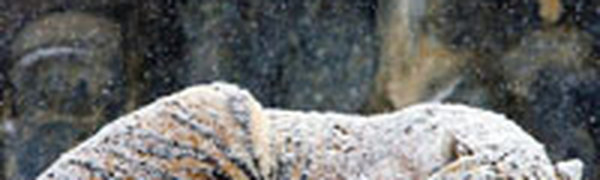 Тигры и олени освобождены из плена наркомафии в Мексике