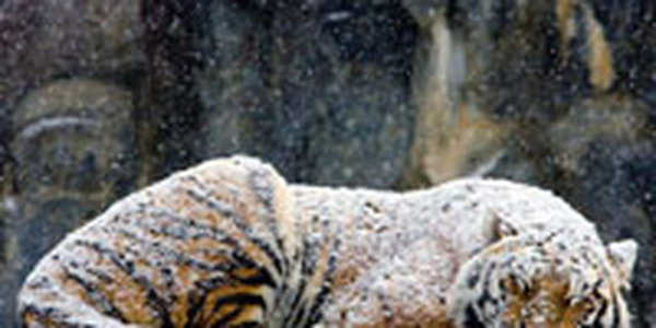 Тигры и олени освобождены из плена наркомафии в Мексике