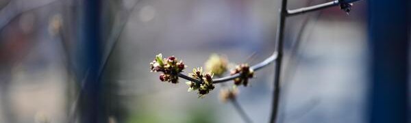 Прохладная погода будет в последний день марта в Приморье