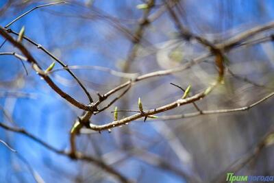 До +17°С прогрелся воздух в континентальных районах Приморья во вторник