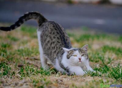 В первые выходные апреля осадков в Приморье не ожидается
