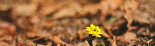 Апрель в Приморье начнется с теплой погоды