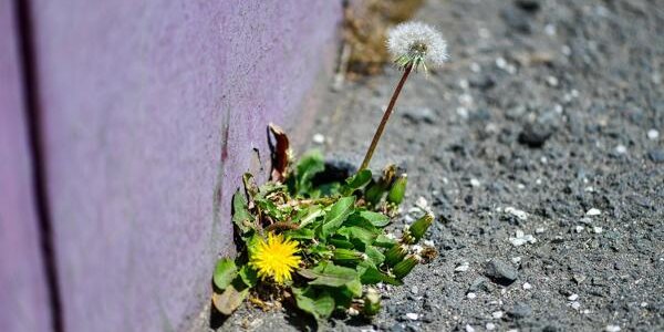 До +21°С прогреется воздух в континентальных районах Приморья в понедельник