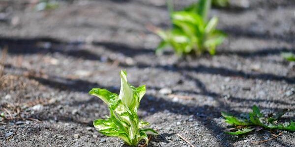 Переменчивая погода будет в последнюю неделю марта в Приморье