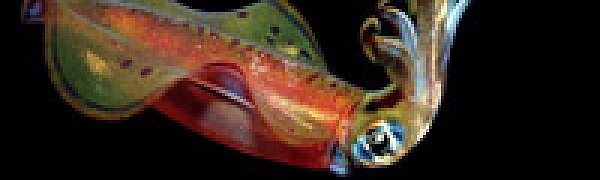 Окисление океанов сулит проблемы для кальмаров