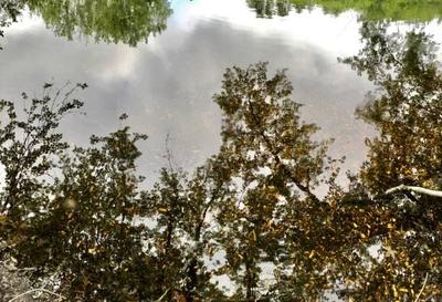Риск подтоплений растёт: на реках Приморья продолжаются локальные паводки