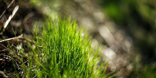 Местами в южной половине Приморья 3 класс пожароопасности леса по метеоусловиям